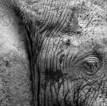 Loxodonta