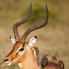 Impala - Aepyceros melampus