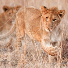 The Lion Cub